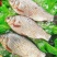 鲫鱼食用