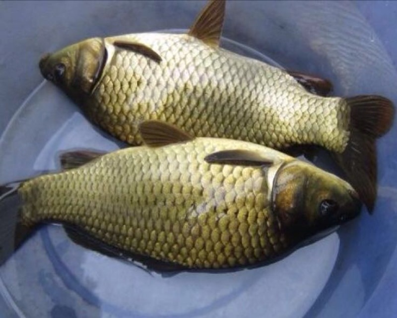 鲫鱼食用