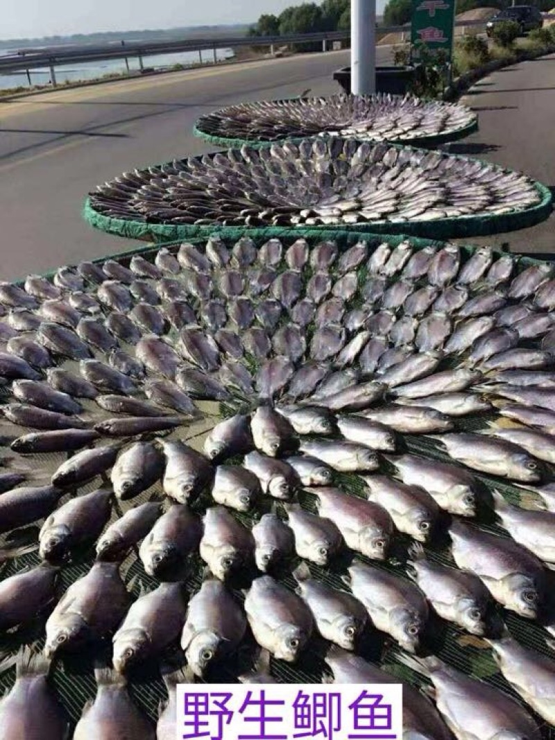 鲫鱼食用