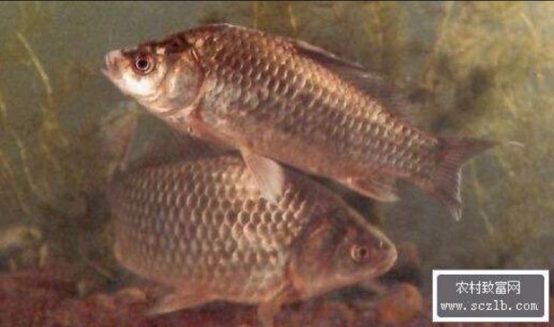鲫鱼食用