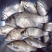 鲫鱼食用