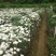 菊花茶一级