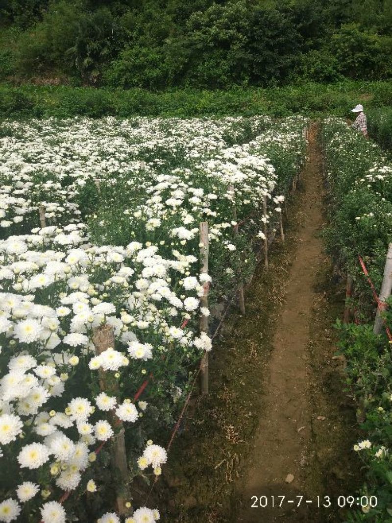 菊花茶一级