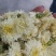 菊花茶一级