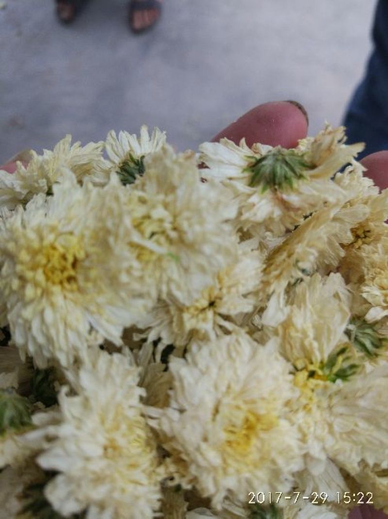 菊花茶一级