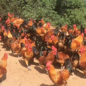 淮南王土鸡苗出壳苗250克以下通货