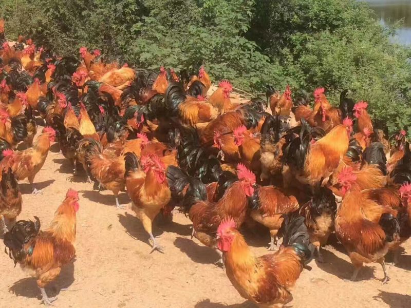 淮南王土鸡苗出壳苗250克以下通货