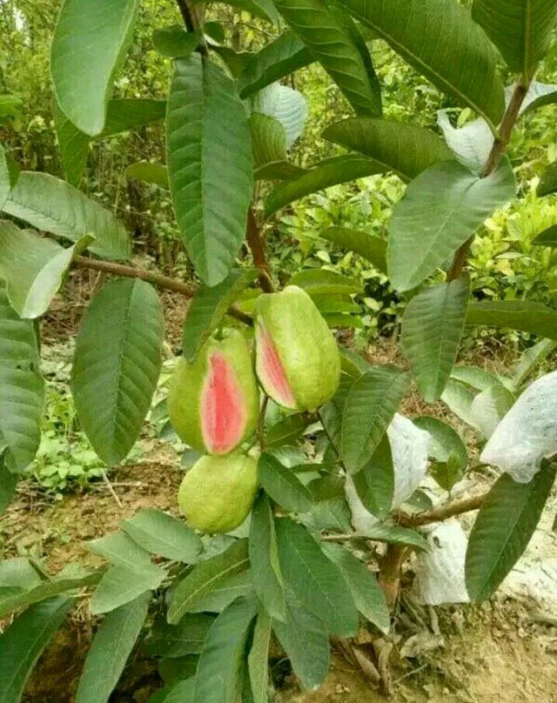 西瓜番石榴苗30~50cm