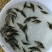 中华少鳞鳜鱼苗3~5cm
