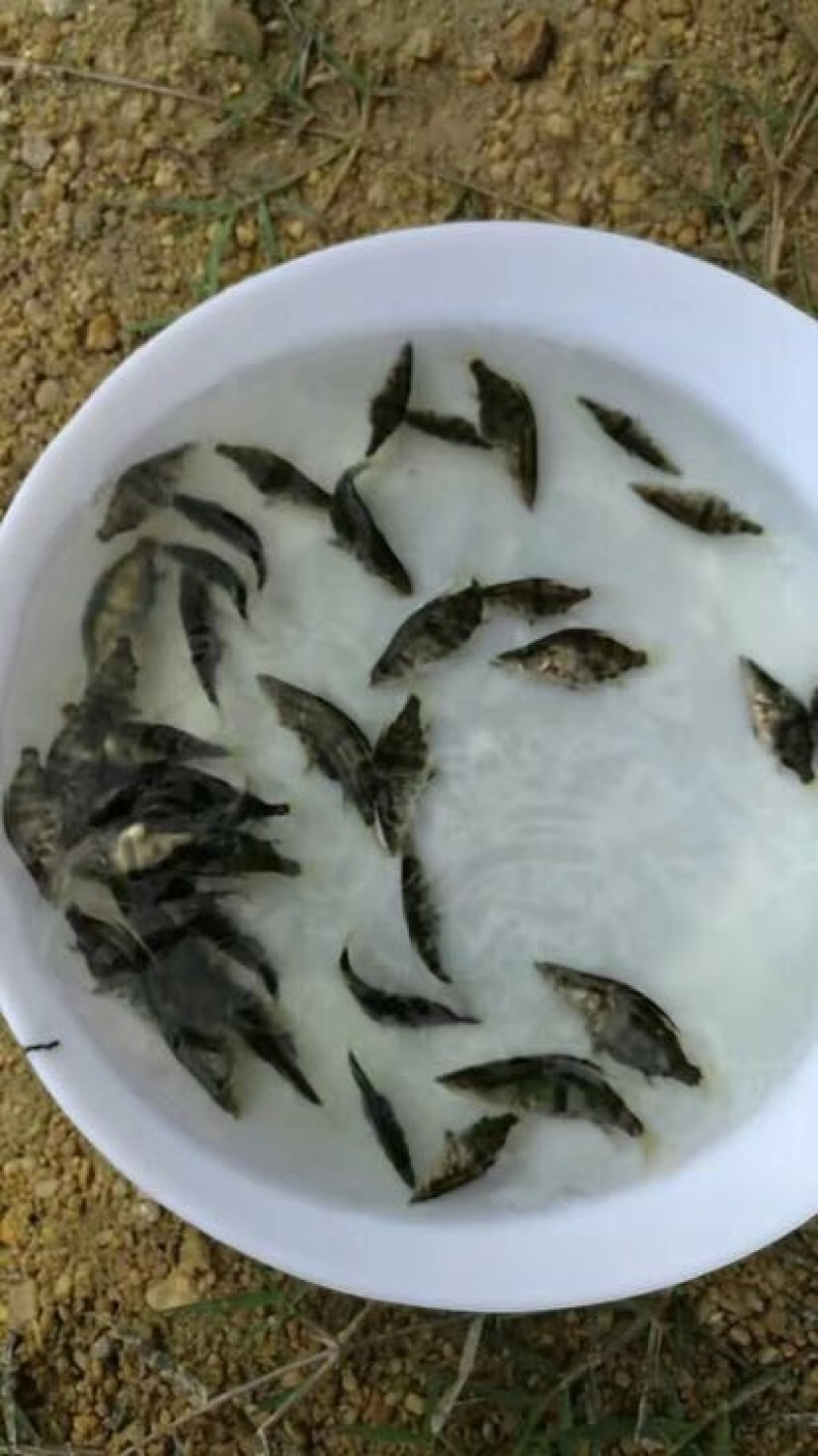 中华少鳞鳜鱼苗3~5cm