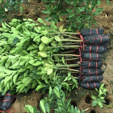三红蜜柚苗0.5~0.8m0.8~1cm