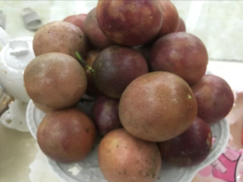 紫香1号百香果苗10~20cm