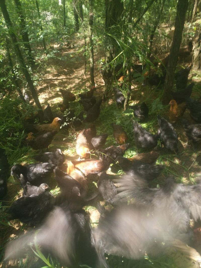 血毛土鸡6月以下
