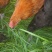 血毛土鸡6月以下