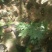 血毛土鸡6月以下