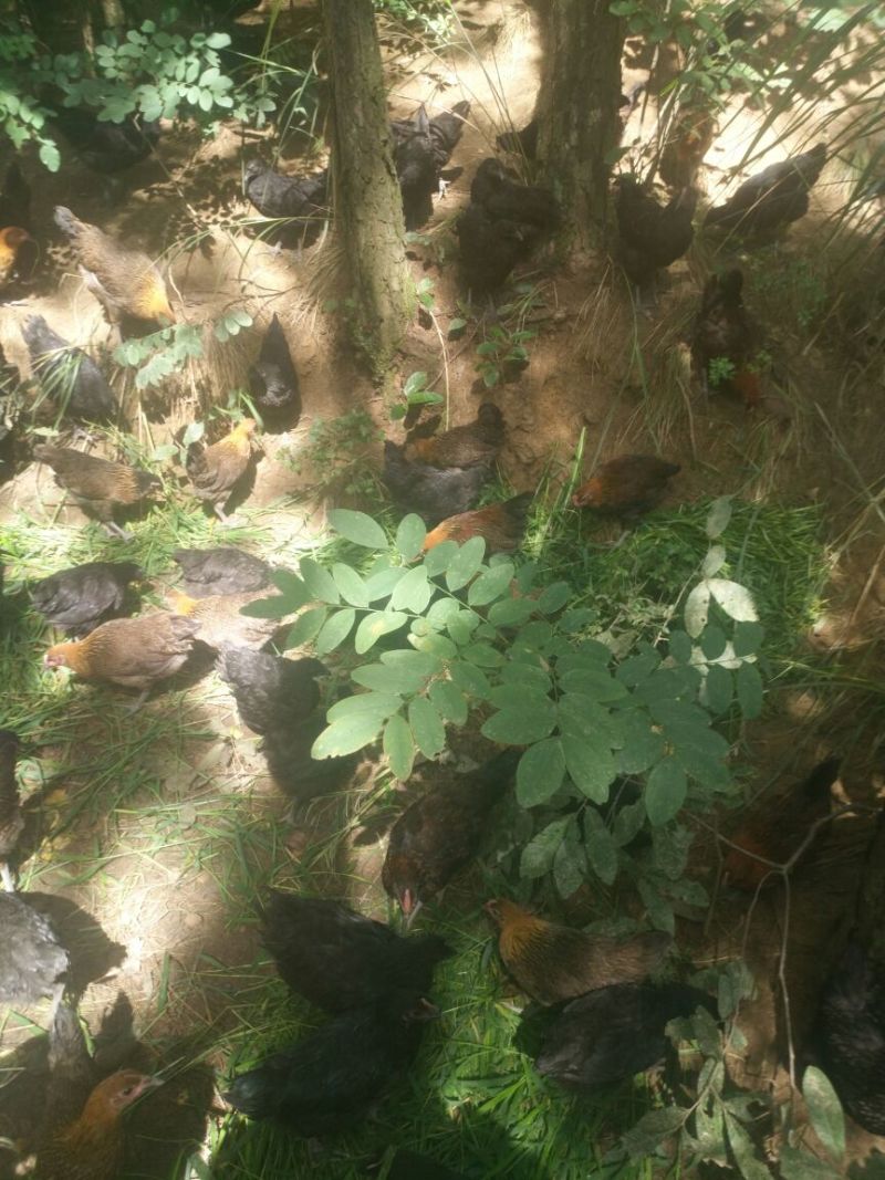 血毛土鸡6月以下