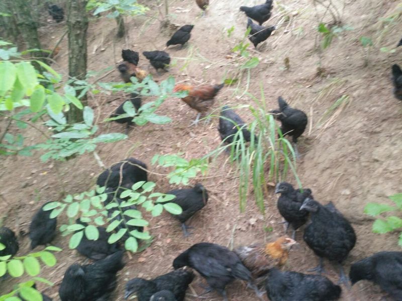 血毛土鸡6月以下
