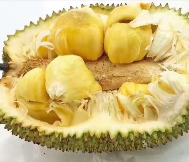 榴莲蜜苗