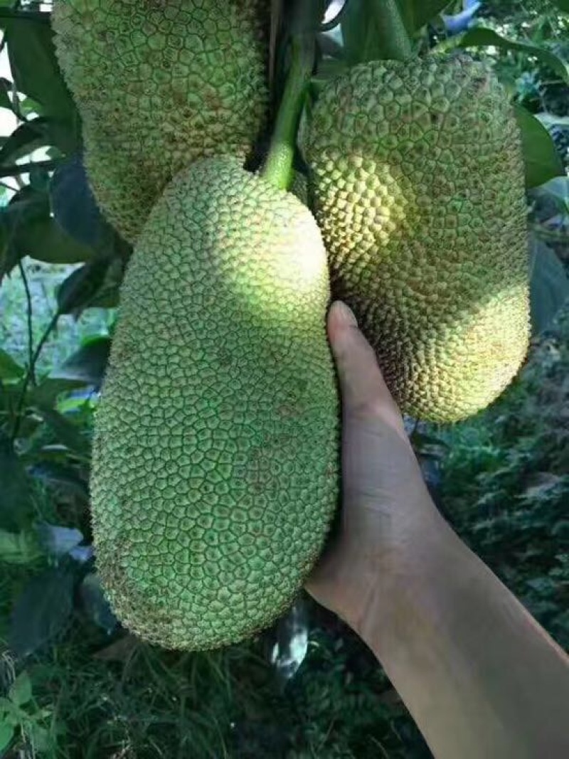 榴莲蜜苗