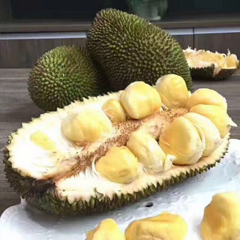 榴莲蜜苗