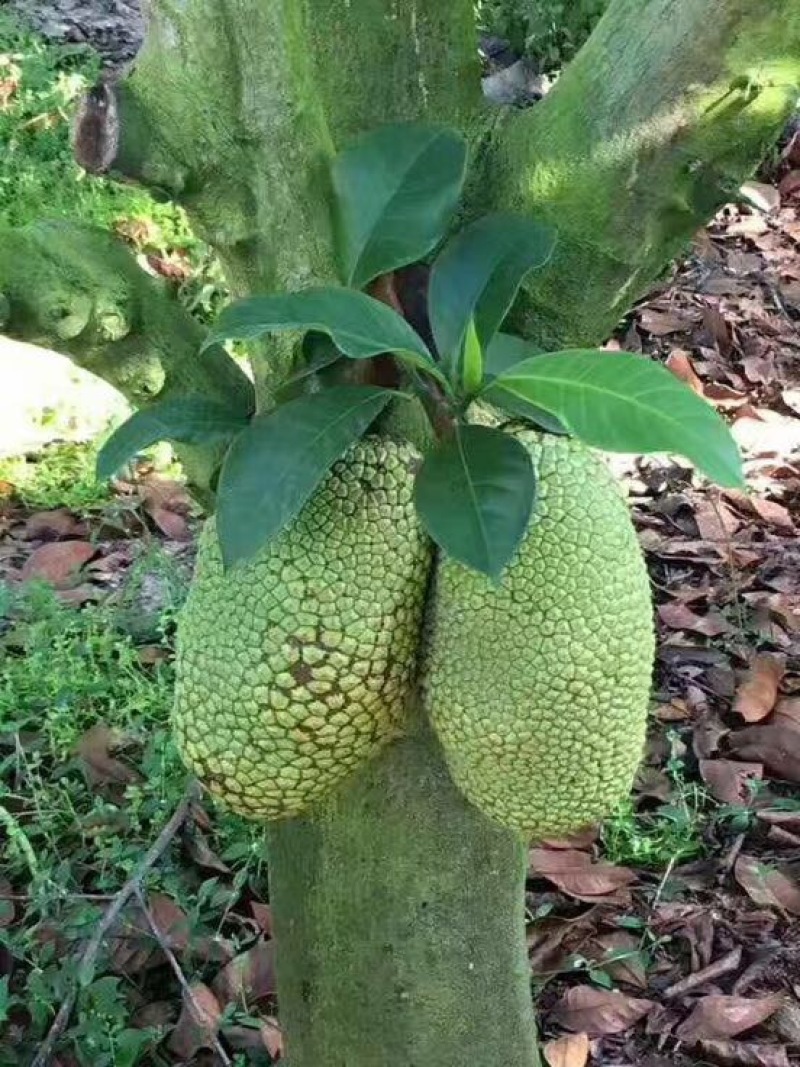 榴莲蜜苗