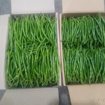 线椒15~20厘米中辣青