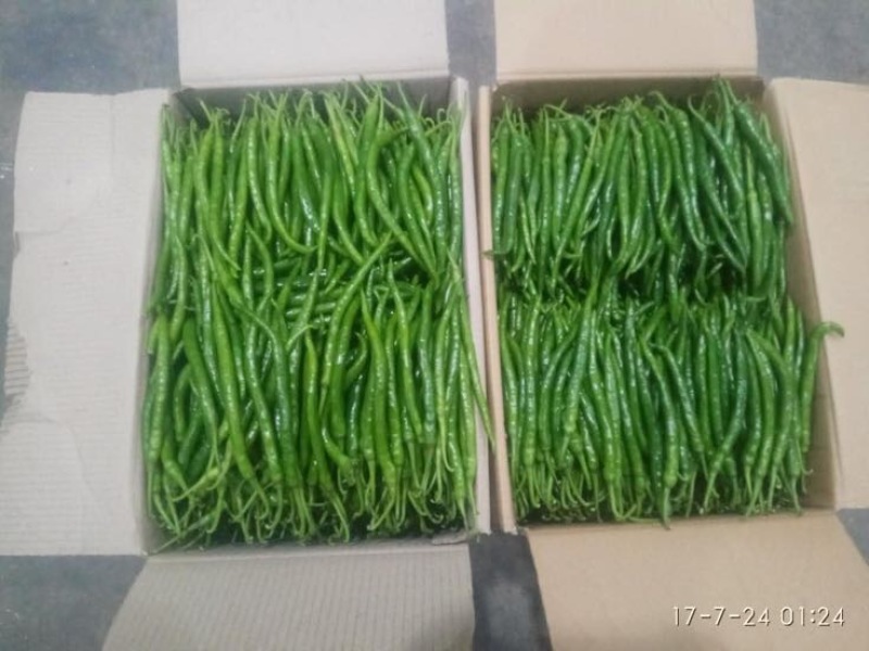 线椒15~20厘米中辣青
