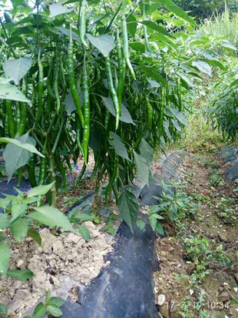 线椒15~20厘米中辣青