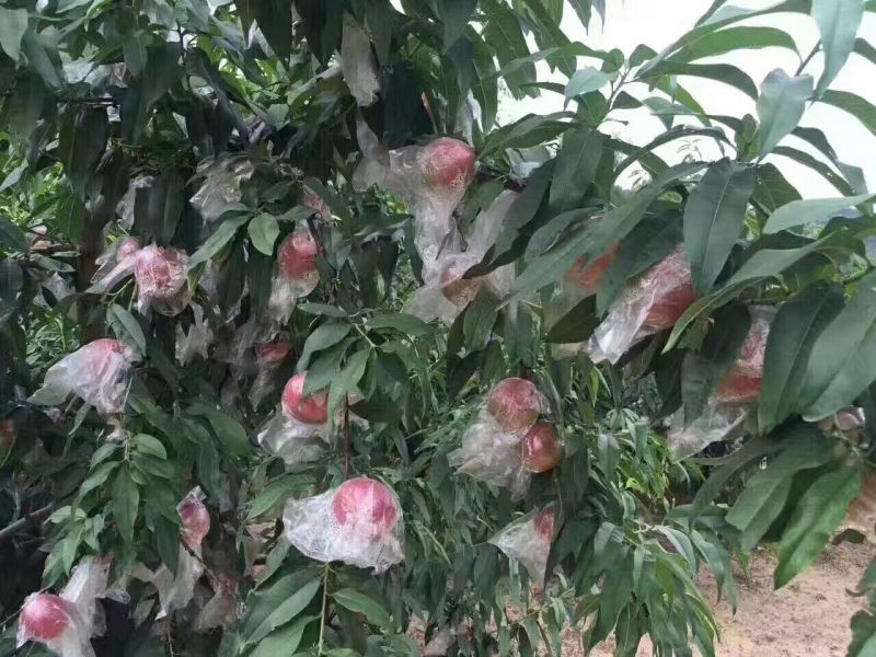 油桃2两以上