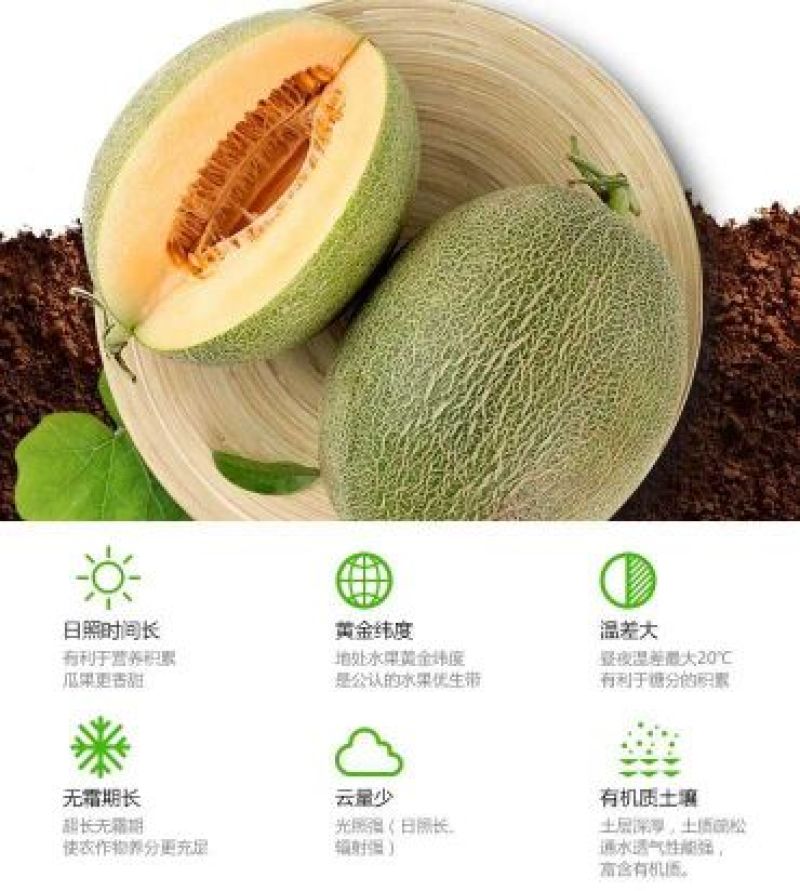 西州蜜瓜5斤以上长圆形