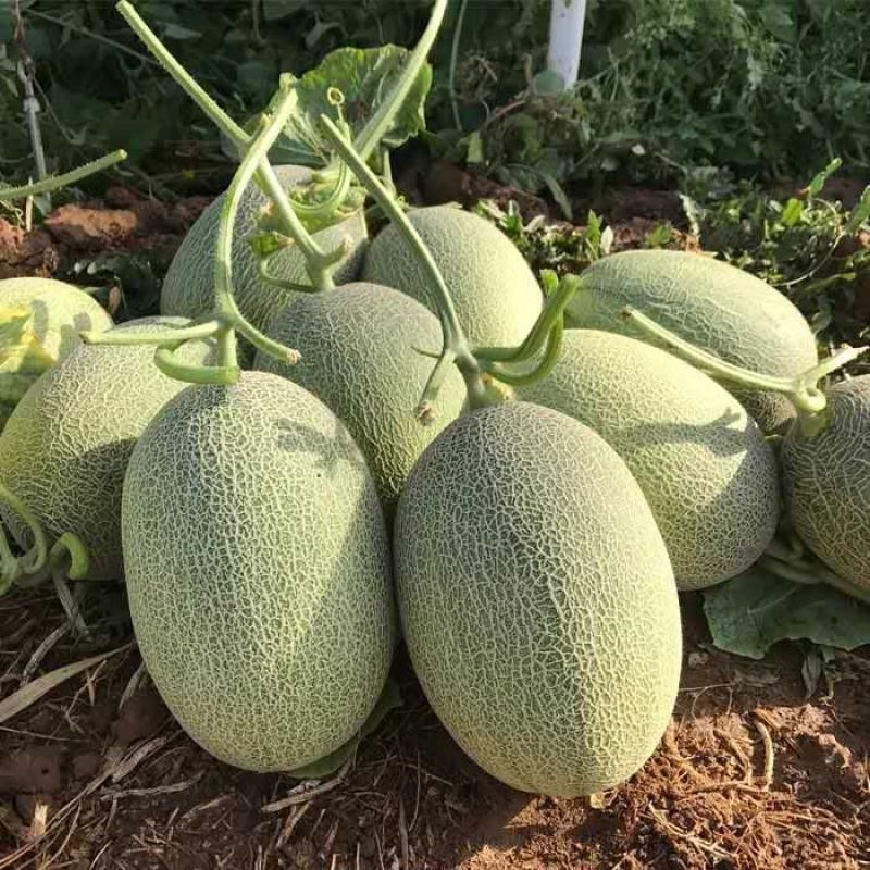 西州蜜瓜5斤以上长圆形