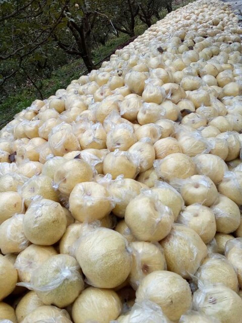 全国现代果业十强县大量供应酥梨