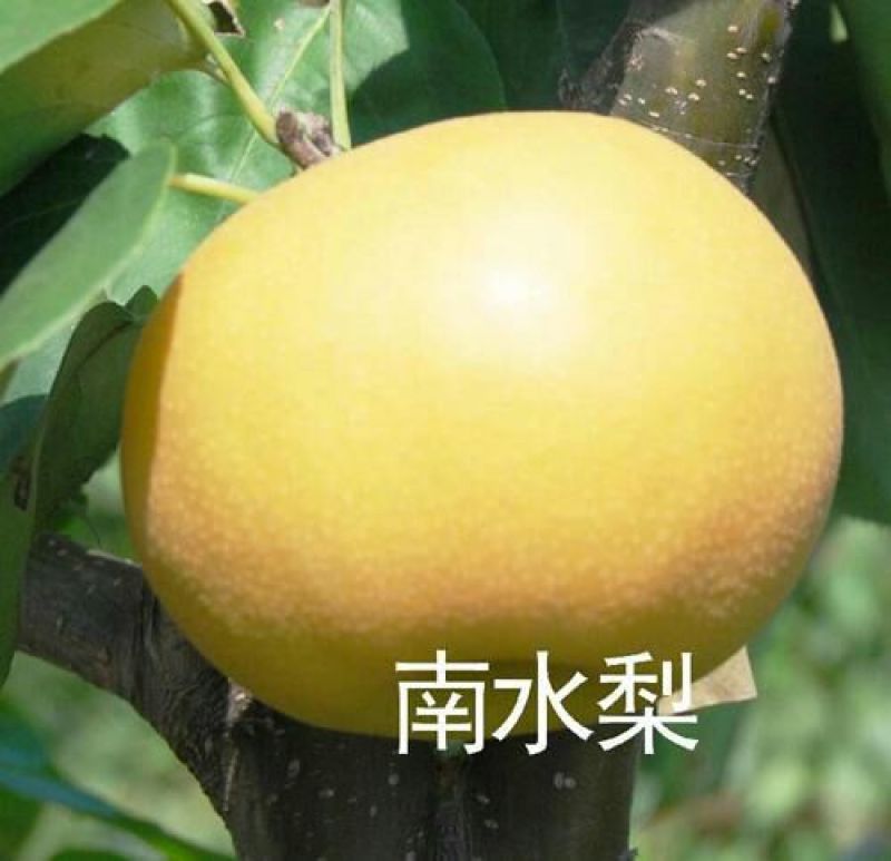 梨树苗0.8~3cm100~150cm