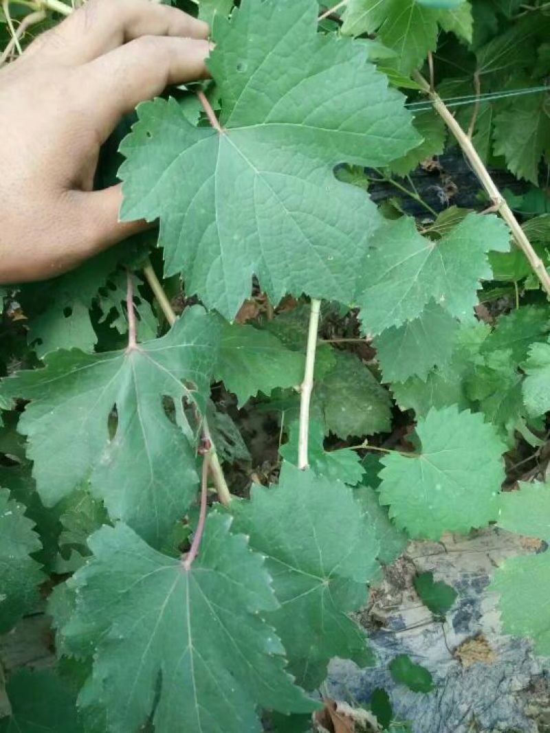 夏黑葡萄苗80~110cm2年