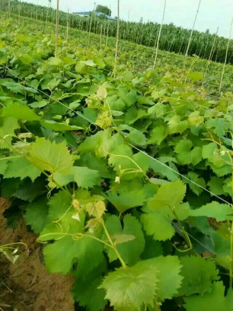 夏黑葡萄苗80~110cm2年