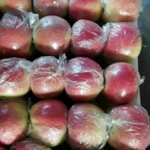 红嘎啦苹果，美八苹果80mm以上膜袋