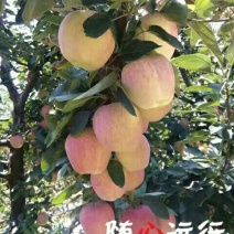 红星苹果80mm以上纸袋