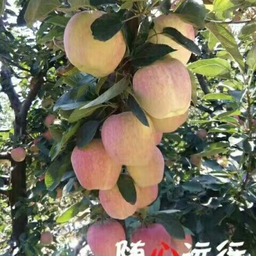 红星苹果80mm以上纸袋