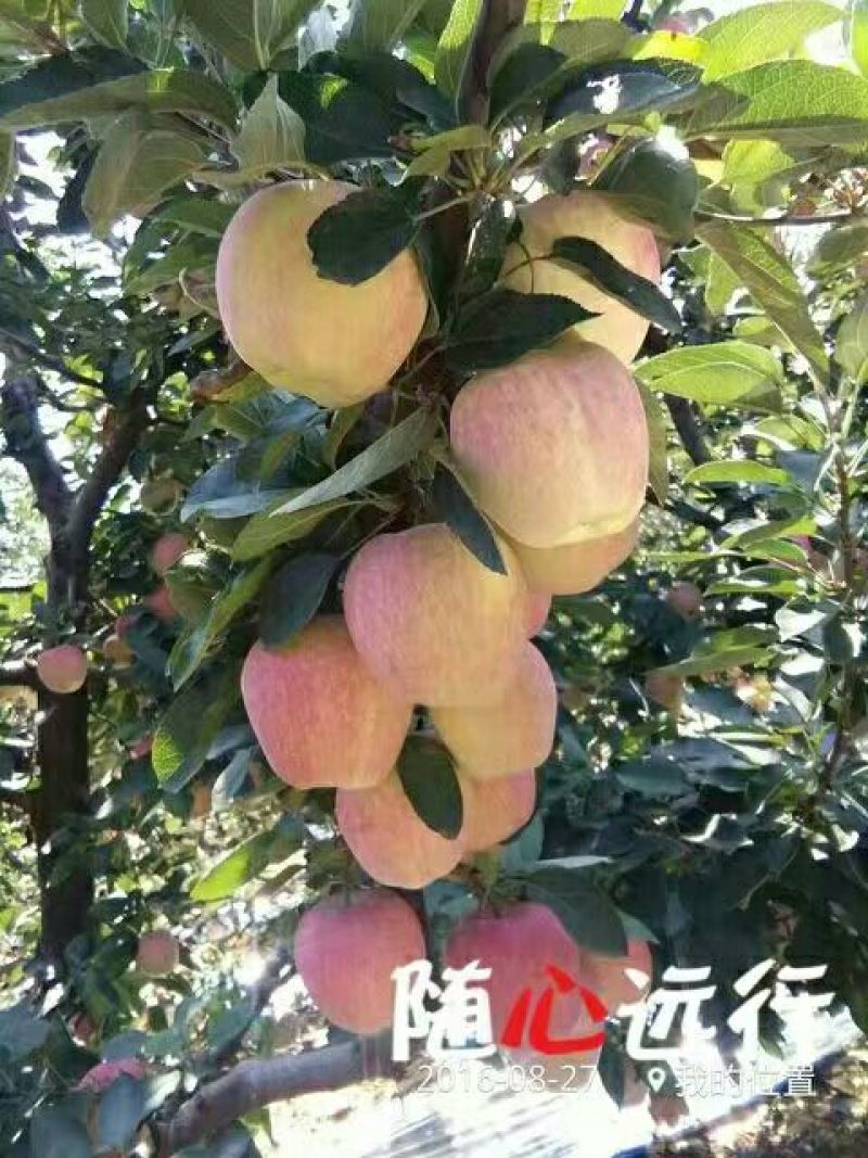 红星苹果80mm以上纸袋