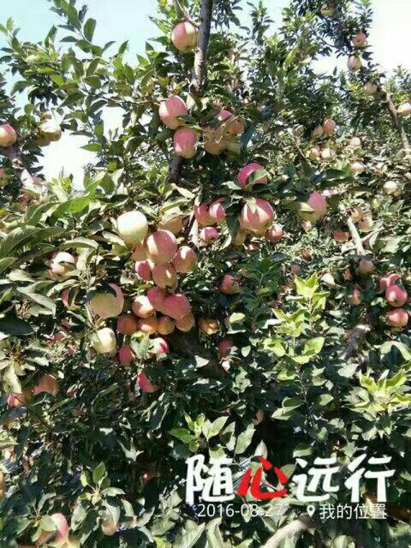 红星苹果80mm以上纸袋