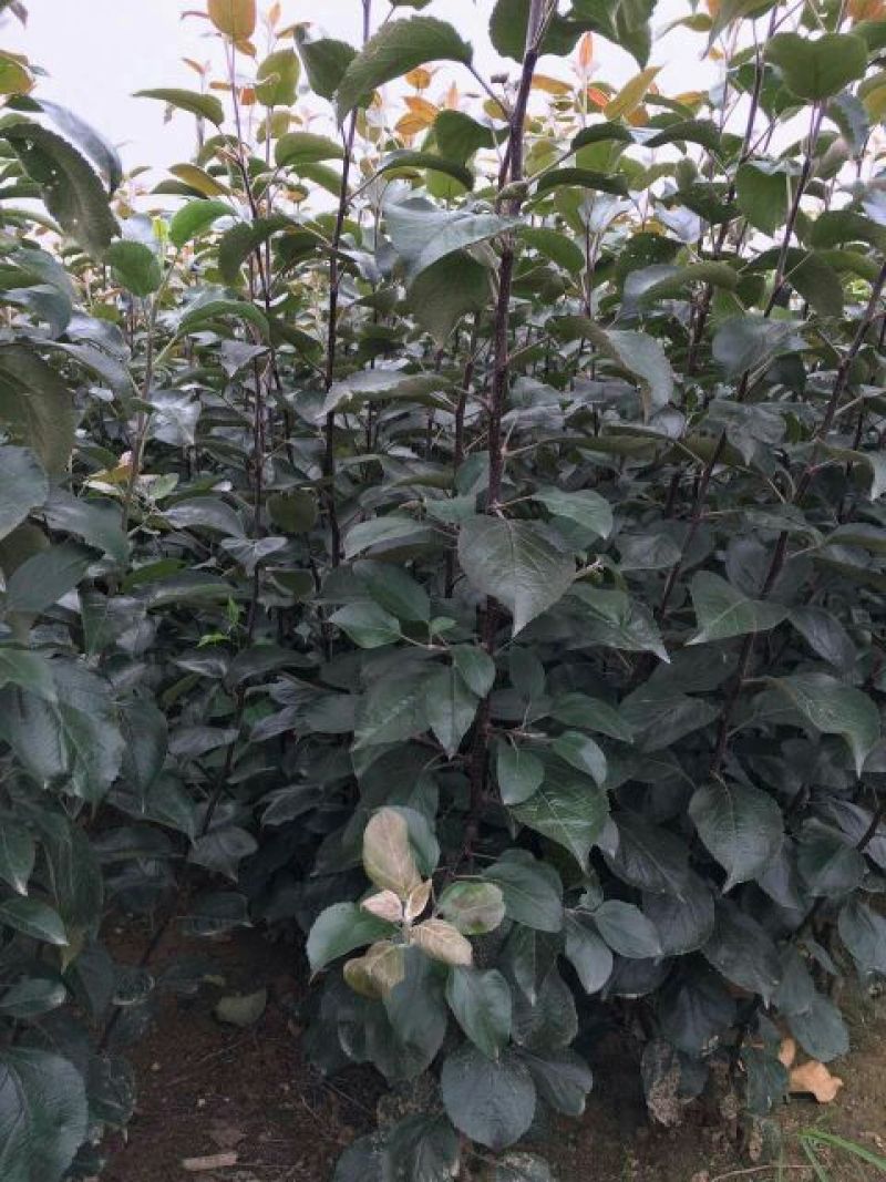 苹果树苗矮化砧红富士成苗