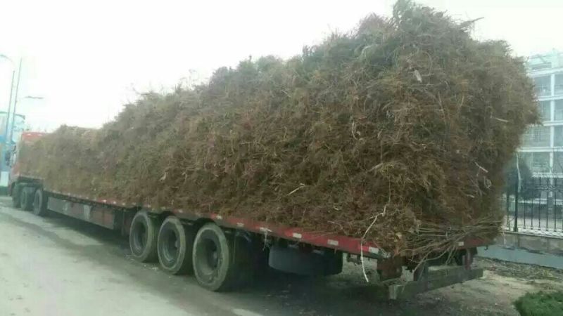 苹果树苗矮化砧红富士成苗