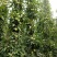 苹果树苗矮化砧红富士成苗
