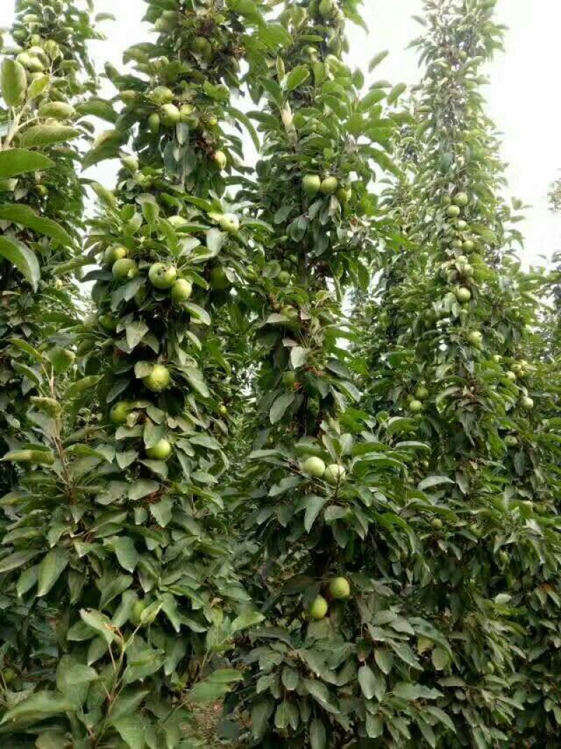 苹果树苗矮化砧红富士成苗