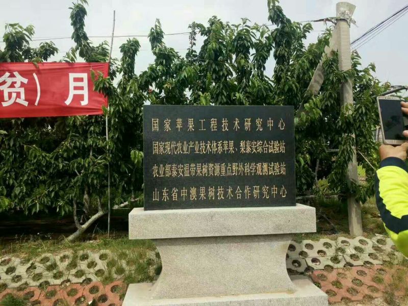苹果树苗矮化砧红富士成苗