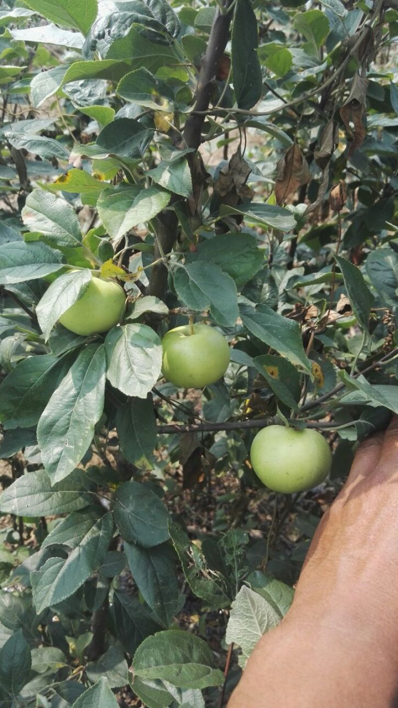 苹果树苗矮化砧红富士成苗