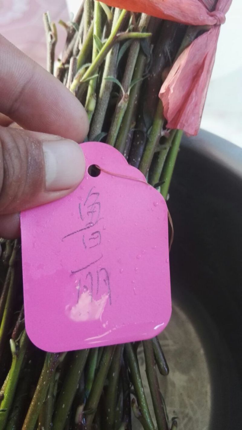 苹果树苗矮化砧红富士成苗