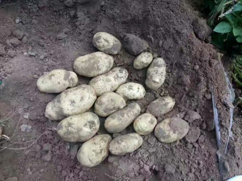 永丰2号土豆2两上通货个头大均匀表皮光滑薯型好品质保证