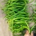 忻州鲜辣椒15~20厘米青中辣，基地货，大量上市，