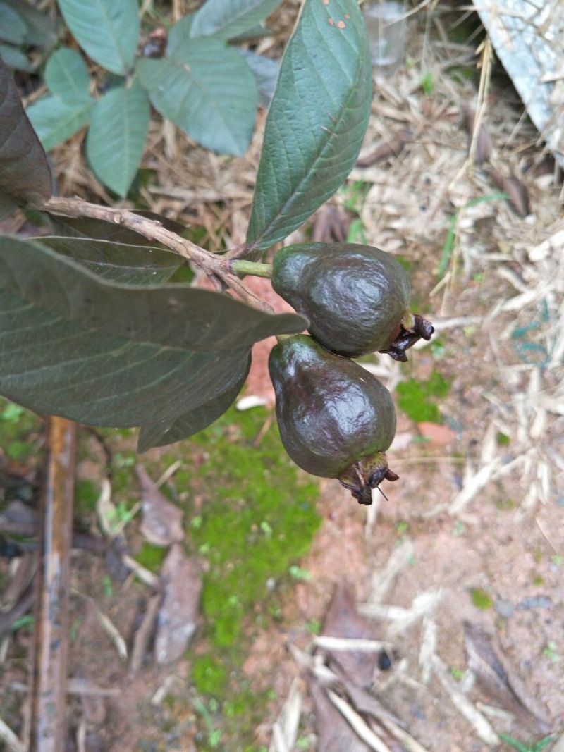 石榴苗嫁接苗60~70cm